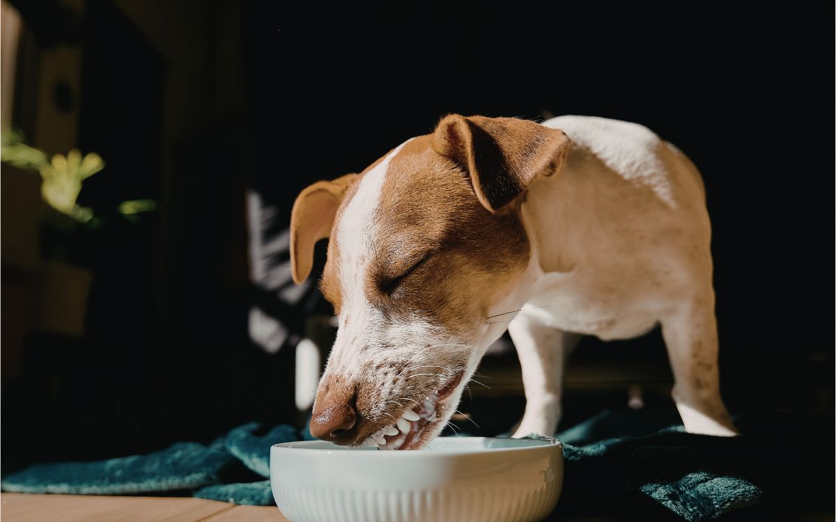 alimentación natural perros