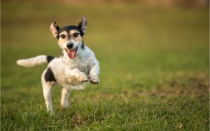 alimentación natural perros