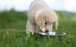 alimentación natural perros