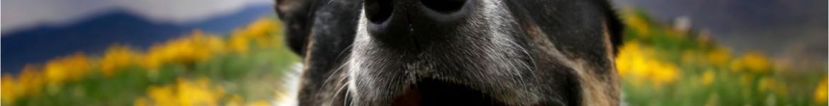 alimentación natural perros