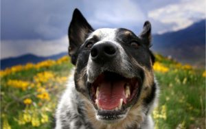 alimentación natural perros